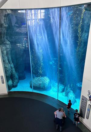 Aquarium Of The Pacific   Blue Cavern Habitat